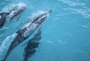 Dolphins at Phillip Island